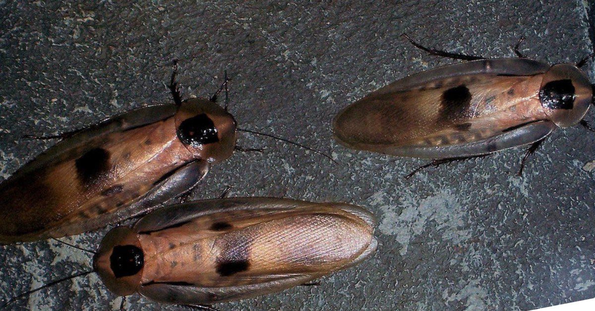Cockroaches 
