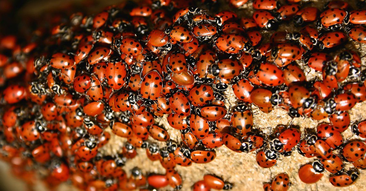 Ladybug Prevention