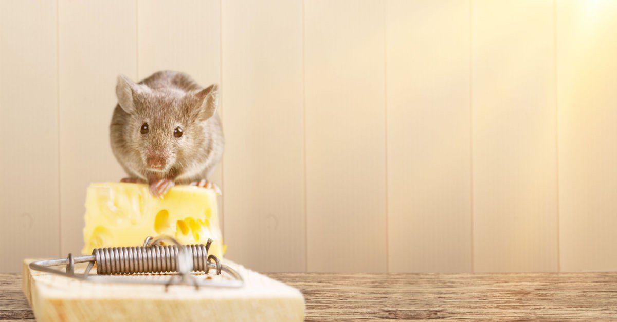 Effective Mouse Traps You Can Use at Your Home