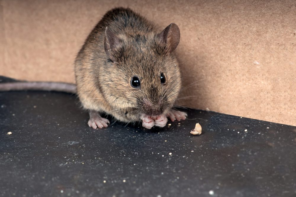 Rodent Identification: The Different Types, house mouse