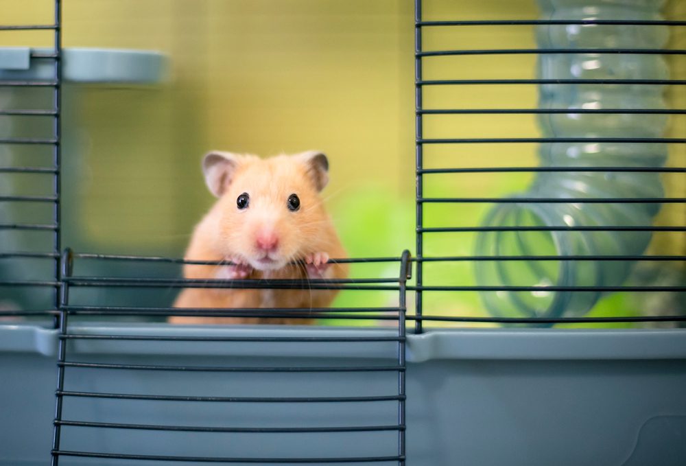 Rodent Identification: The Different Types, Syrian Hamster